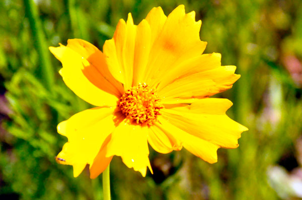 Flower near the parking lot